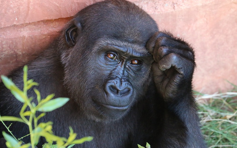 Trying to solve the ‘No problem’